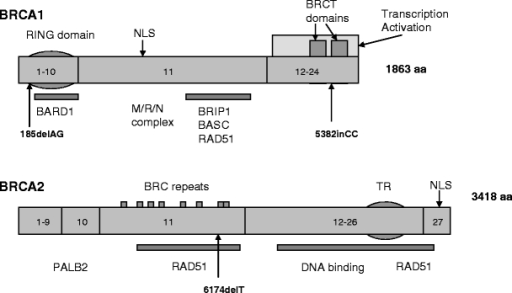 Schematic Representation Of BRCA1 And BRCA2 Functional | Open-i