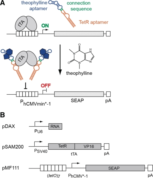 mechanism nih u the (A) T of Proposed theophylline responsive mechanism