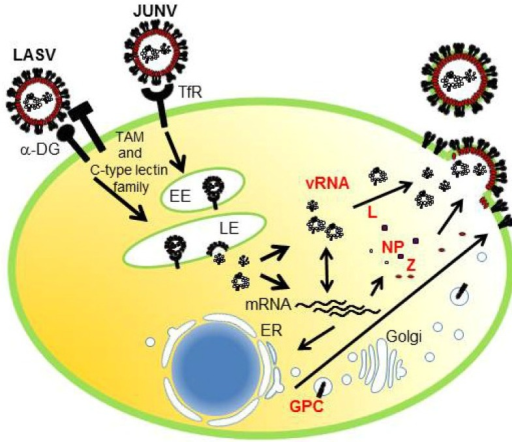 Life Cycle Of Arenavirus. LASV And JUNV Use α-DG And T | Open-i