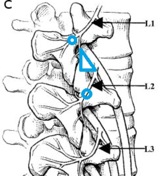 Locations and variations of the branches of the dorsal | Open-i