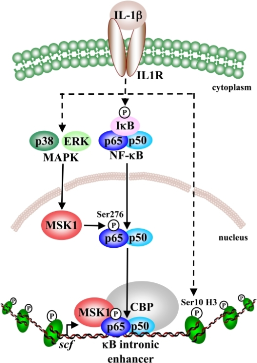 Pathway leading to SCF expression in primary human lung | Open-i