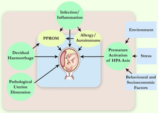 pathophysiological-mechanisms-leading-to-spontaneous-pt-open-i