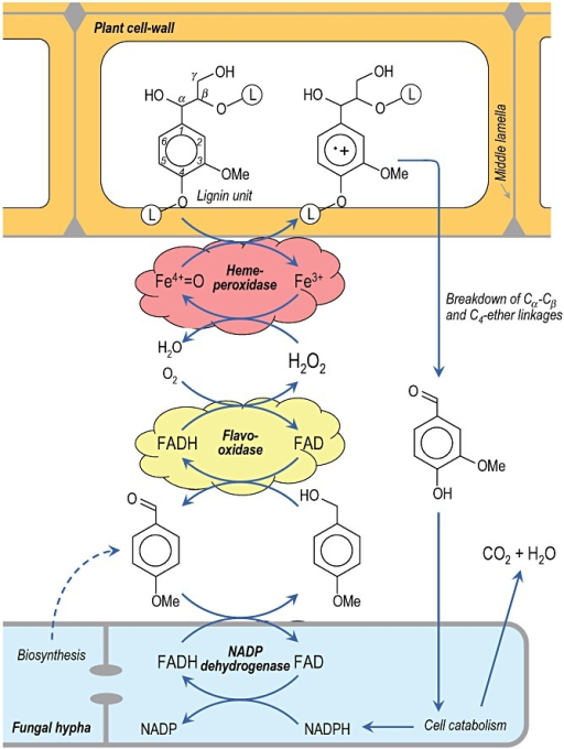 Pictorial scheme of the enzymatic degradation of plant | Open-i