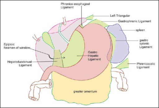 gastrohepatic ligament에 대한 이미지 검색결과