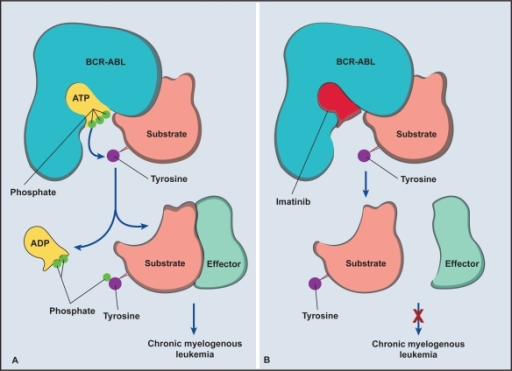 Mechanism of action of imatinib. A) The phosphorylation