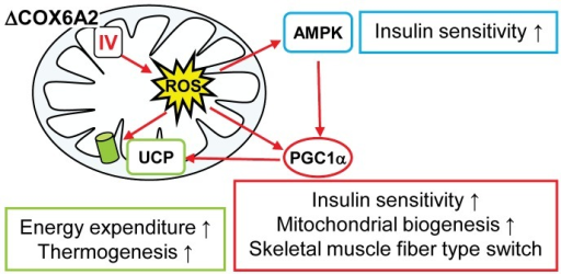 Model Explaining The Metabolic Phenotype Of Cox6a2−/ | Open-i