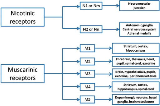 Subtypes Of Muscarinic And Nicotinic Receptors - The Pe | Open-i