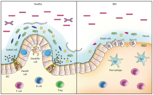 Schematic Model Of Host-microbiota Interactions In The | Open-i