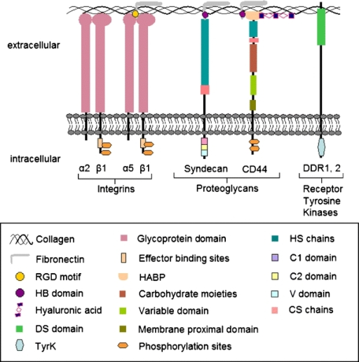 Classes of adhesion receptors involved in cell adhesion | Open-i