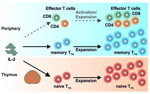 Figure 1. Interleukin 2 administration results in a pr | Open-i