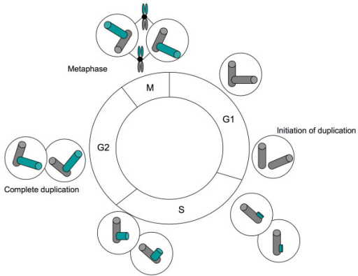 The centrosome duplication cycle. Adapted from 3, 14 ...