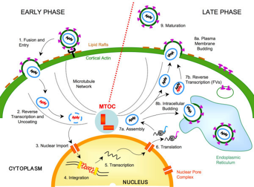 Retroviruses Target The MTOC During The Early And/or Th | Open-i