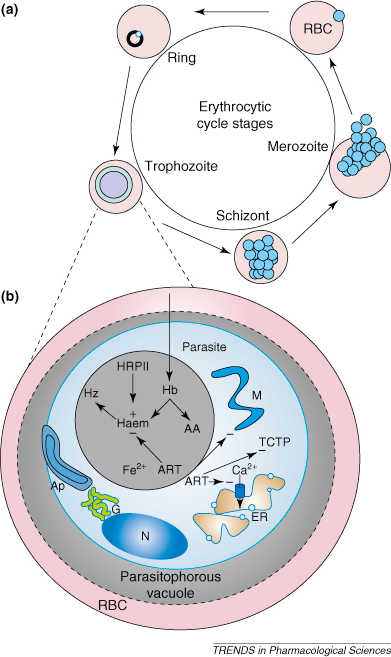 Diagram showing the complex life cycle of Plasmodium fa | Open-i