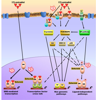 Intracellular signaling pathways used to regulate the a | Open-i