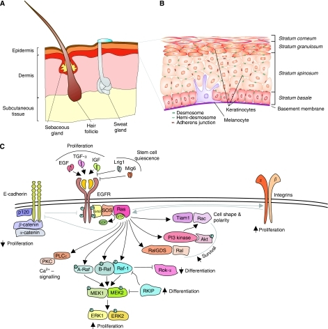 Ras pathways in the epidermis. (A) Schematic representa | Open-i