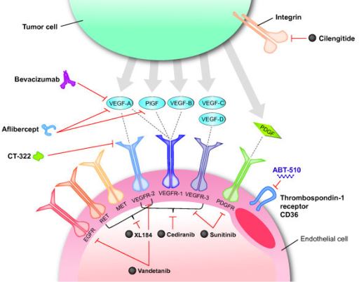 Molecular targets of antiangiogenic agents in glioblast | Open-i