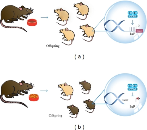 Epigenetic-environmental interaction. Offspring of preg | Open-i