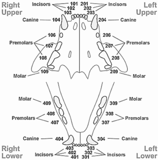 The TRIDAN modified system for cat teeth classification | Open-i