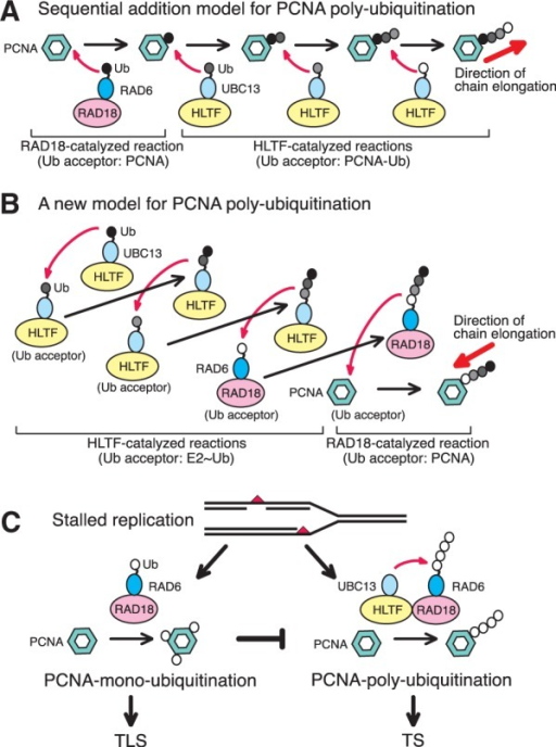 Molecular Mechanism Of PCNA Ubiquitination And Implicat | Open-i