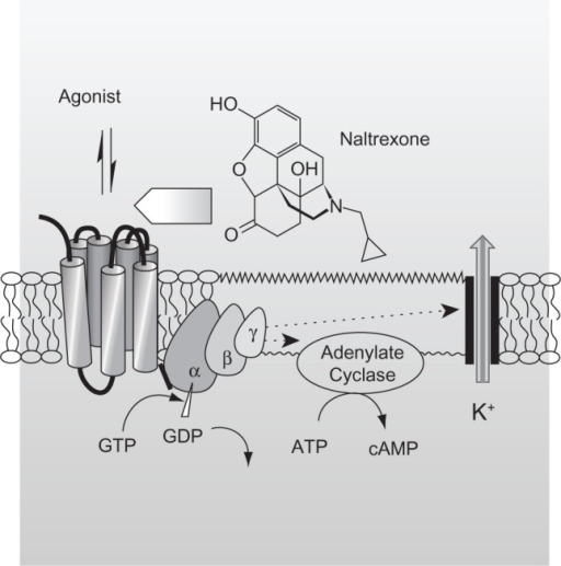 Mechanism of action of naltrexone. The reversible inter | Open-i