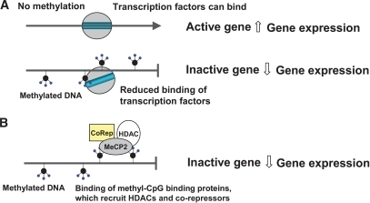 Effects of DNA methylation on gene expression. A: Where Biology Diagrams