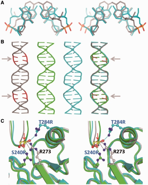 The effect of base-pairing geometry on DNA shape in typ | Open-i