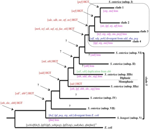 e coli flow chart th evolution co model.Proposed Salmonella tree FGCs and