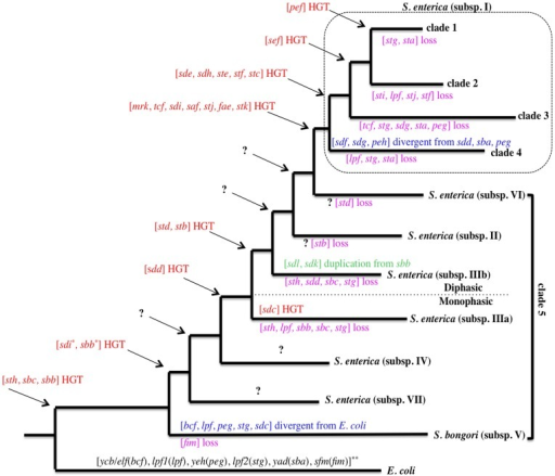 coli flow chart e th Salmonella model.Proposed tree evolution FGCs co and