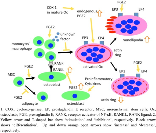 Effects of PGE2 on formation and function of human oste | Open-i