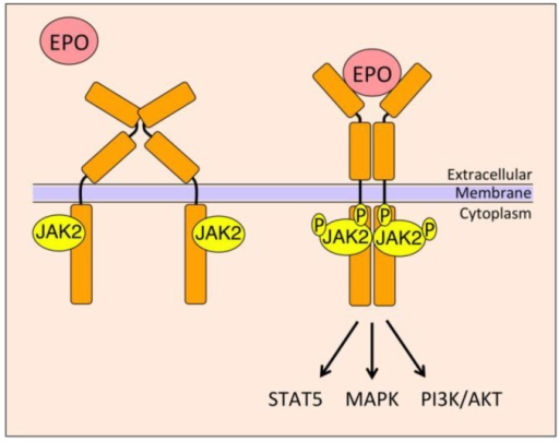 Model Of Erythroid Epo Epor Signaling The Homodimeric Open I