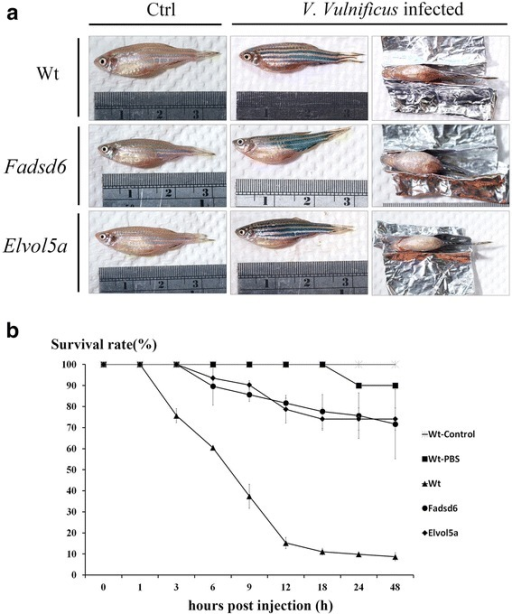 Survival rates of zebrafish after infection with V. vul | Open-i