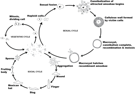 The life cycle of Dictyostelium discoideum.Most of its | Open-i