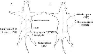 Sketch of ventral view (A) and dorsal view (B) of rat s | Open-i