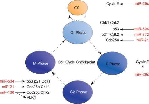 MiRNA is involved in the regulation of cell cycle check | Open-i