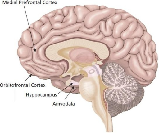 Locations of the brain regions of amygdala, hippocampus | Open-i