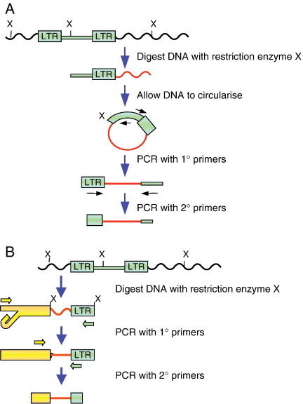 Isolation of retroviral insertion sites. (A) Inverse PC | Open-i