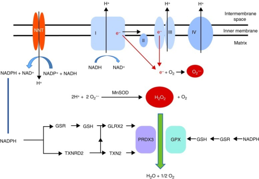 Detoxification of mitochondrial superoxide species prod | Open-i