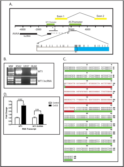 WT1 mRNA and WT1 lncRNA are co-expressed from the same | Open-i