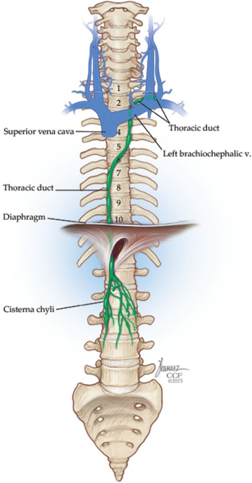 Drawing Depicting The Origin Of The Thoracic Duct Its Open I