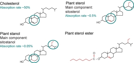 structure of cholesterol