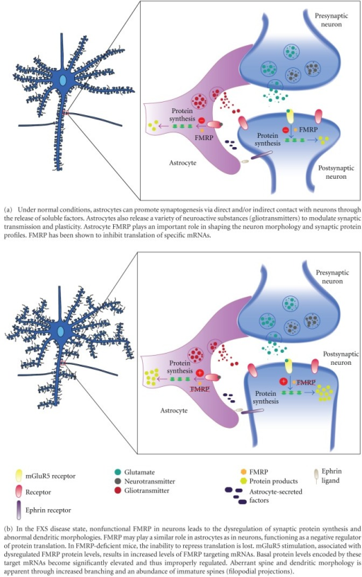 The role of astrocytes in FXS. It is becoming increasin | Open-i