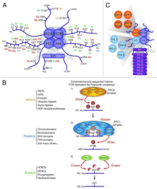 Figure 1. Histone Post-translational Modifications And | Open-i