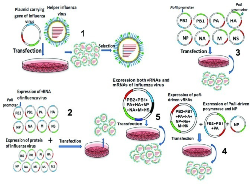 Figure 1 Technique Evolution Of Influenza Virus Rever Open I