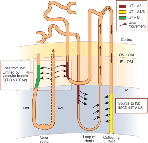 Diagram Of Urea Cycle