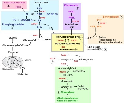 Lipid Biosynthesis. Schematic Overview Of The Pathways | Open-i