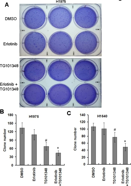 TG101348 Inhibits Colony Formation Of NSCLC Cells(A) Co | Open-i