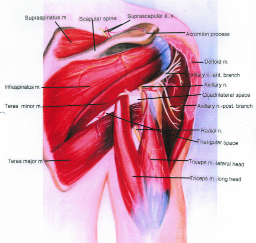 Teres Major мышца