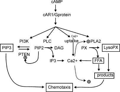 pip3 pathway