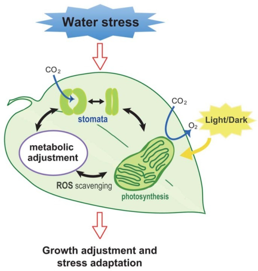 plants responses into water stress plants responses into water stress