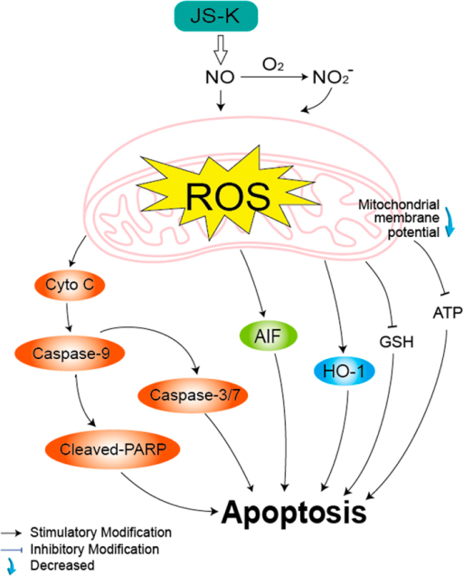 Effects of chemical chaperones on BFA-induced ER stress 